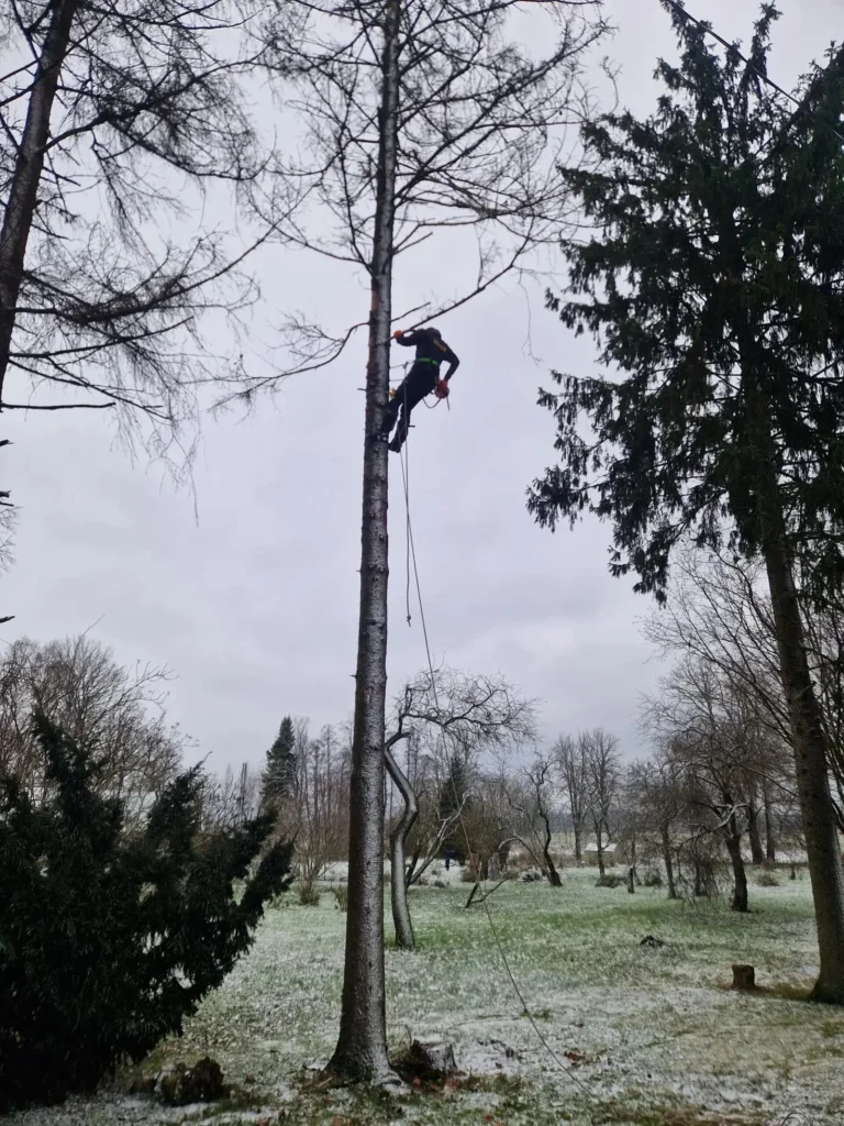 Arborista pakalpojumi un bīstamo koku zāģēšana
