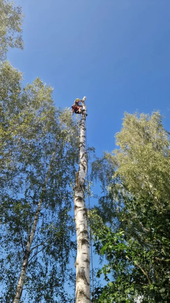 Arborista pakalpojumi un bīstamo koku zāģēšana